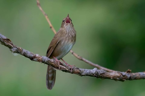 River Warbler (Locustella fluviatilis) singing, Brandenburg, Germany