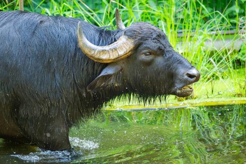 Water buffalo (Bubalus bubalis) in a little lake taking a bath, Bavaria, Germany