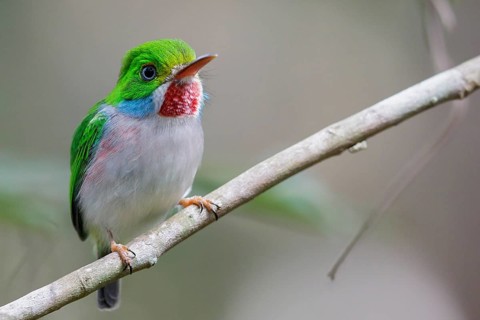 Cuban Tody (Todus multicolor) perched on a branch in Cuba