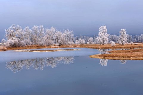 Frozen pond and trees in hoarfrost, nature reserve, Schoren, Mühlau, Freiamt, Aargau Canton,