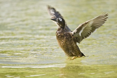 Laysan Duck (Anas laysanensis), Hawaii
