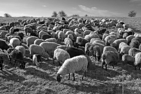 Sheep (Ovis gmelini aries), penned flock of sheep in the morning light on a pasture, Bentin,