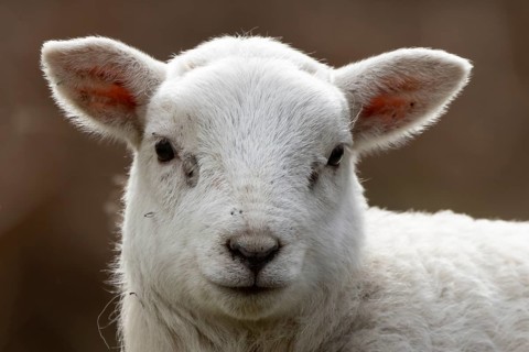 Domestic sheep (Ovis aries) juvenile baby lamb farm animal head portrait in spring, England, United