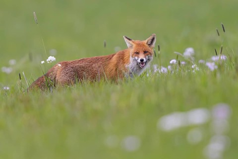 Red fox (Vulpes vulpes), close-up, adult standing on a flowering meadow in spring, looking into the