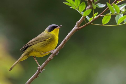 Masked Yellowthroat (Geothlypis aequinoctialis) perched on a branch in the Atlantic rainforest of