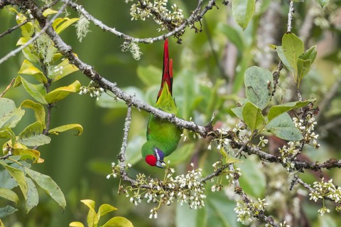 Plum-faced Lorikeet (Oreopsittacus arfaki) perched on a branch in Papua New Guinea