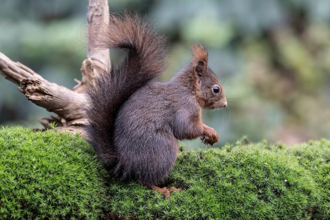 Squirrel (Sciurus vulgaris), Emsland, Lower Saxony, Germany