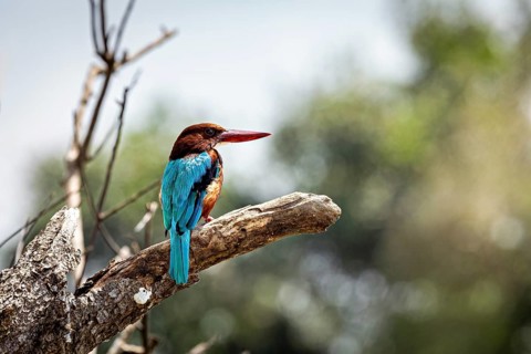 A kingfisher sits quietly on a branch in a natural environment, brown kingfisher also called