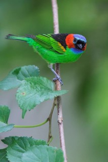 Red-necked Tanager (Tangara cyanocephala) perched on a branch in the Atlantic rainforest of