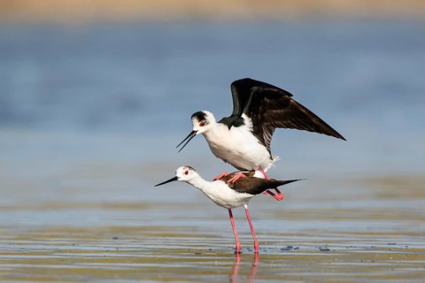 Black-winged Stilt (Himantopus himantopus) pair mating, Lesvos, Greece