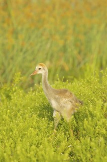 Sandhill Crane (Antigone canadensis) juvenile, Florida, USA