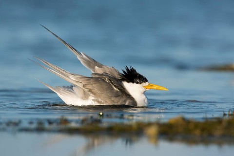 Greater Crested Tern (Thalasseus bergii) bathing, Victoria, Australia