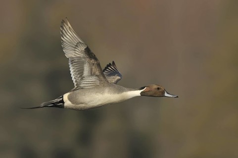 Northern Pintail (Anas acuta) male, British Columbia, Canada