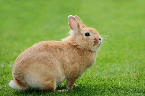 Dwarf rabbit (Oryctolagus cuniculus forma domestica) in a meadow, North Rhine-Westphalia, Germany