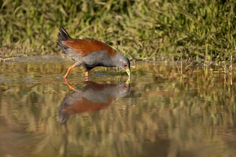 Black-tailed Crake (Porzana bicolor) foraging, Yunnan, China