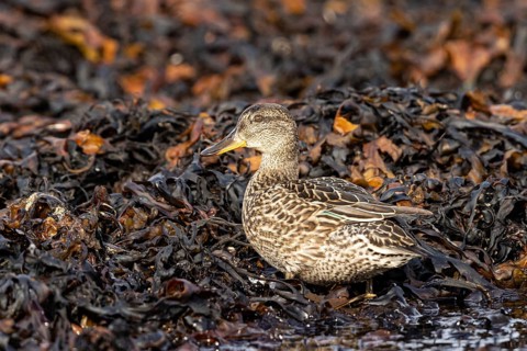 Eurasian Teal (Anas crecca) female foraging, Smaland, Sweden