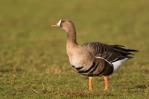 Greater White-fronted Goose (Anser albifrons), North Rhine-Westphalia, Germany