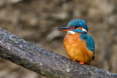 Kingfisher (Alcedo atthis) female, sitting room, Germany, Mecklenburg-Western Pomerania, Feldberger