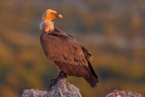 Griffon Vulture, Eurasian Griffon Vulture, Griffon Vulture, Eurasian Griffon, (Gyps fulvu), Vautour