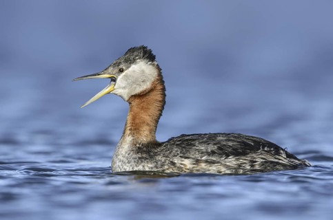 Red-necked Grebe (Podiceps grisegena) calling, Alaska, USA