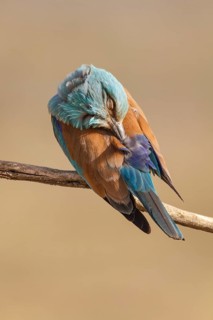 European Roller (Coracias garrulus), perched on a branch preening, Castile-La Mancha