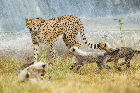 Cheetah (Acinonyx jubatus) mother with her youngsters, captive, occurrence Africa
