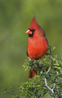 Northern Cardinal (Cardinalis cardinalis) male, Texas, USA