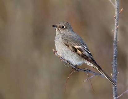 A Townsend's Solitaire, Myadestes townsendsi, perched on a branch at Holiday Park, Saskatoon,