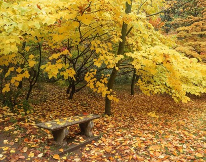 A serene stone bench sits beneath trees with vibrant yellow leaves in a park. The ground is covered