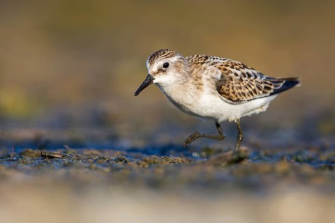 Little Stint (Calidris minuta) foraging, Poland