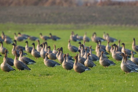 Pink-footed Goose (Anser brachyrhynchus), Netherlands