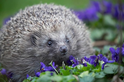 European hedgehog (Erinaceus europaeus) adult animal wandering over flowering Common dog violets