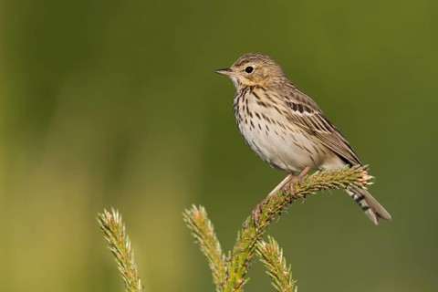 Tree Pipit - Baumpieper - Anthus trivialis ssp. trivialis, Russia