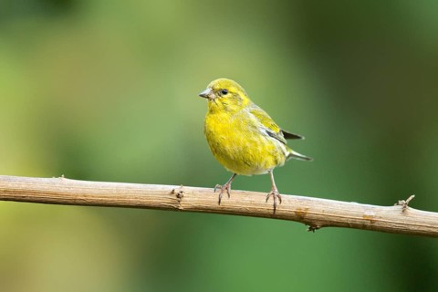 Tibetan Serin (Spinus thibetanus) male, Yunnan, China