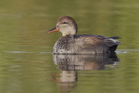 Gadwall (Mareca strepera) female, Ontario, Canada