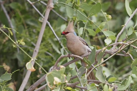 Blue-naped Mousebird, Urocolius macrourus, Kenya, Samburu