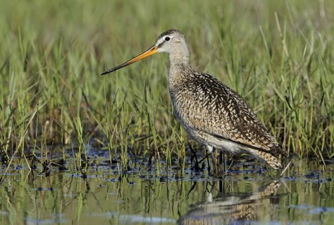 Marbled Godwit (Limosa fedoa), Texas, USA