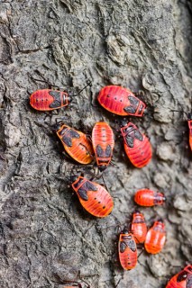A group of firebug nymphs, Pyrrhocoris apterus, sit on the bark of a tree