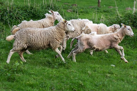 Easy Care sheep, British sheep breed, lose their fur and no longer need to be sheared, Othenstorf,