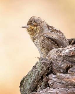 Eurasian Wryneck (Jynx torquilla) at nest cavity, Saxony-Anhalt, Germany