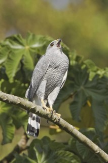 Grey-lined Hawk (Buteo nitidus), Ecuador