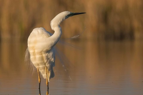 Great Egret (Ardea alba), Subotica, Serbia
