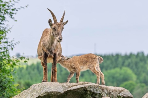 An adult female ibex (Capra ibex) stands on a rock and suckles her young. A forest can be seen in