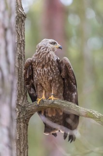 One black kite (Milvus migrans) sitting on a branch of a tree in a forest
