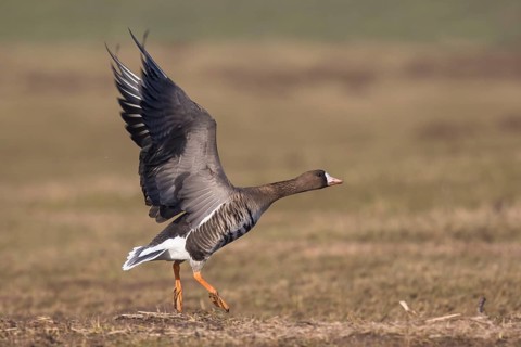 Greater White-fronted Goose (Anser albifrons) taking flight, North Rhine-Westphalia, Germany