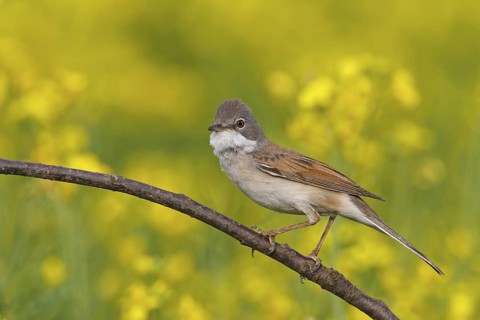 Common Whitethroat (Sylvia communis), Rhineland-Palatinate, Germany