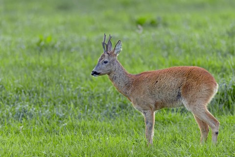 On the opposite bank of the river, this old roebuck (Capreolus capreolus) is threatened by a