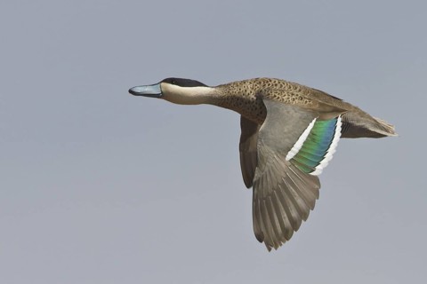 Puna Teal (Anas puna) in flight in Bolivia, South America