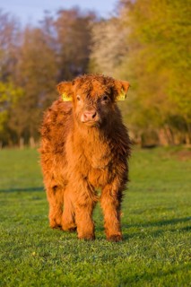 One Highland calf (Bos primigenius) taurus) stands on a meadow
