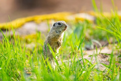 European ground squirrel (Spermophilus citellus) on a meadow, Bavaria, Germany